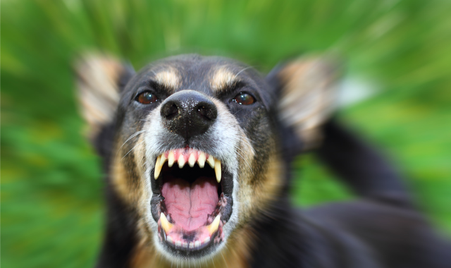 Welche Hunde sind am aggressivsten?