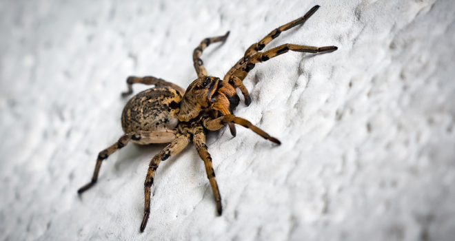 5 sinnvolle Tipps gegen Spinnen in Haus und Wohnung